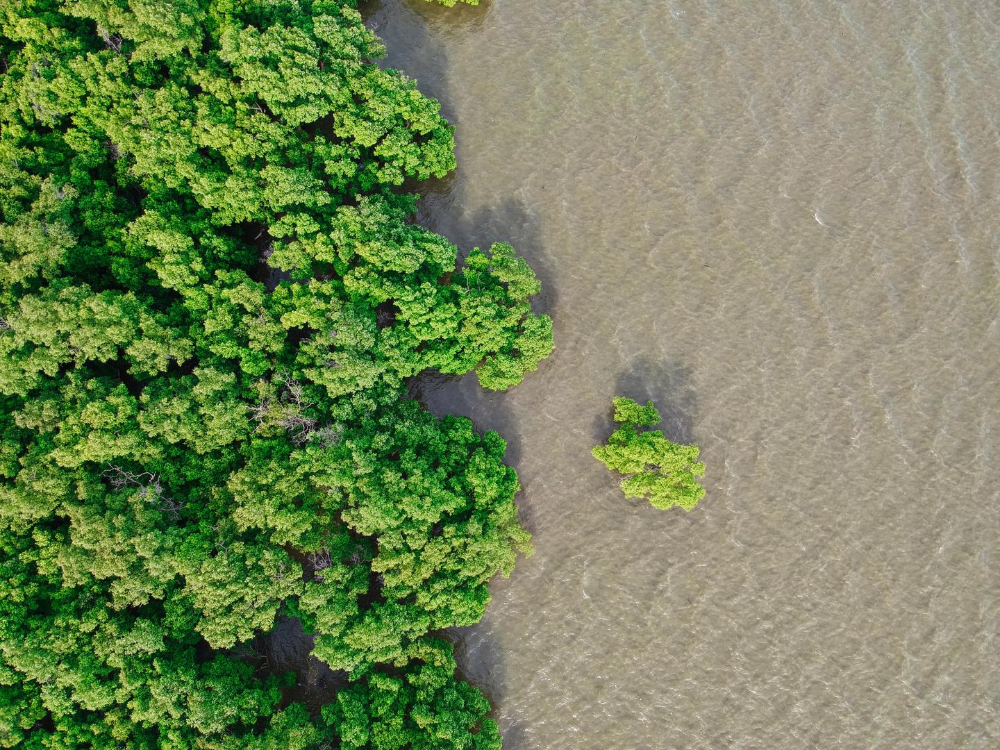 Mangrovebossen klimaat
