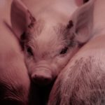Meat the Victims