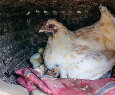 vogelgriep
